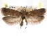  ( - CCDB-29492-E04)  @11 [ ] CreativeCommons - Attribution (2017) CBG Photography Group Centre for Biodiversity Genomics