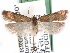  (Chionodes clarkei - CCDB-29492-E09)  @11 [ ] CreativeCommons - Attribution (2017) CBG Photography Group Centre for Biodiversity Genomics