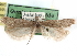  ( - CCDB-29492-G07)  @11 [ ] CreativeCommons - Attribution (2017) CBG Photography Group Centre for Biodiversity Genomics