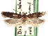  ( - CCDB-29492-H06)  @11 [ ] CreativeCommons - Attribution (2017) CBG Photography Group Centre for Biodiversity Genomics