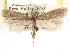  ( - CCDB-29492-H08)  @11 [ ] CreativeCommons - Attribution (2017) CBG Photography Group Centre for Biodiversity Genomics