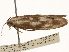  ( - CCDB-29460-A02)  @11 [ ] CreativeCommons - Attribution (2017) CBG Photography Group Centre for Biodiversity Genomics
