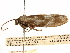  (Urodus fumosa - CCDB-29460-A03)  @11 [ ] CreativeCommons - Attribution (2017) CBG Photography Group Centre for Biodiversity Genomics