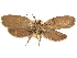 (Urodus ovata - CCDB-29460-A12)  @11 [ ] CreativeCommons - Attribution (2017) CBG Photography Group Centre for Biodiversity Genomics
