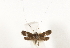  ( - CCDB-29460-B08)  @11 [ ] CreativeCommons - Attribution (2017) CBG Photography Group Centre for Biodiversity Genomics