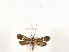  ( - CCDB-29460-B11)  @11 [ ] CreativeCommons - Attribution (2017) CBG Photography Group Centre for Biodiversity Genomics