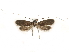  ( - CCDB-29460-C01)  @11 [ ] CreativeCommons - Attribution (2017) CBG Photography Group Centre for Biodiversity Genomics