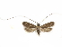  ( - CCDB-29460-C02)  @11 [ ] CreativeCommons - Attribution (2017) CBG Photography Group Centre for Biodiversity Genomics