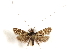  ( - CCDB-29460-C06)  @11 [ ] CreativeCommons - Attribution (2017) CBG Photography Group Centre for Biodiversity Genomics