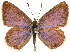  (Eicochrysops rogersi - CCDB-29460-C12)  @11 [ ] CreativeCommons - Attribution (2017) CBG Photography Group Centre for Biodiversity Genomics