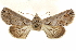  ( - CCDB-29460-E08)  @11 [ ] CreativeCommons - Attribution (2017) CBG Photography Group Centre for Biodiversity Genomics