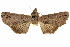  ( - CCDB-29460-E09)  @12 [ ] CreativeCommons - Attribution (2017) CBG Photography Group Centre for Biodiversity Genomics