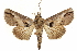  (Paectes nana - CCDB-29460-E10)  @14 [ ] CreativeCommons - Attribution (2017) CBG Photography Group Centre for Biodiversity Genomics