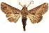  ( - CCDB-29460-F02)  @15 [ ] CreativeCommons - Attribution (2017) CBG Photography Group Centre for Biodiversity Genomics