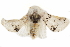  ( - CCDB-29460-F04)  @11 [ ] CreativeCommons - Attribution (2017) CBG Photography Group Centre for Biodiversity Genomics