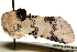  ( - CCDB-29460-F05)  @11 [ ] CreativeCommons - Attribution (2017) CBG Photography Group Centre for Biodiversity Genomics