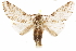  ( - CCDB-29460-F07)  @11 [ ] CreativeCommons - Attribution (2017) CBG Photography Group Centre for Biodiversity Genomics