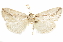  ( - CCDB-29460-G02)  @11 [ ] CreativeCommons - Attribution (2017) CBG Photography Group Centre for Biodiversity Genomics