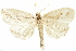  ( - CCDB-29460-G03)  @11 [ ] CreativeCommons - Attribution (2017) CBG Photography Group Centre for Biodiversity Genomics