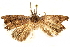  ( - CCDB-29460-G12)  @11 [ ] CreativeCommons - Attribution (2017) CBG Photography Group Centre for Biodiversity Genomics