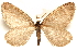  ( - CCDB-29460-H02)  @11 [ ] CreativeCommons - Attribution (2017) CBG Photography Group Centre for Biodiversity Genomics