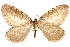  ( - CCDB-29460-H03)  @11 [ ] CreativeCommons - Attribution (2017) CBG Photography Group Centre for Biodiversity Genomics