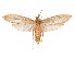  (Palinorsa acritomorpha - CCDB-29461-A09)  @11 [ ] CreativeCommons - Attribution (2017) CBG Photography Group Centre for Biodiversity Genomics