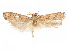 ( - CCDB-29461-C09)  @11 [ ] CreativeCommons - Attribution (2017) CBG Photography Group Centre for Biodiversity Genomics
