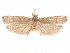  ( - CCDB-29461-D05)  @11 [ ] CreativeCommons - Attribution (2017) CBG Photography Group Centre for Biodiversity Genomics