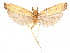  ( - CCDB-29461-F01)  @11 [ ] CreativeCommons - Attribution (2017) CBG Photography Group Centre for Biodiversity Genomics