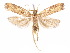  ( - CCDB-29461-G04)  @11 [ ] CreativeCommons - Attribution (2017) CBG Photography Group Centre for Biodiversity Genomics