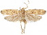  ( - CCDB-29461-G05)  @11 [ ] CreativeCommons - Attribution (2017) CBG Photography Group Centre for Biodiversity Genomics