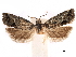  ( - CCDB-29462-B01)  @11 [ ] CreativeCommons - Attribution (2018) CBG Photography Group Centre for Biodiversity Genomics