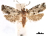  (Coenobiodes horakiana - CCDB-29462-B02)  @11 [ ] CreativeCommons - Attribution (2018) CBG Photography Group Centre for Biodiversity Genomics
