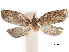  ( - CCDB-29462-D03)  @11 [ ] CreativeCommons - Attribution (2018) CBG Photography Group Centre for Biodiversity Genomics