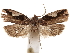  ( - CCDB-29462-E12)  @11 [ ] CreativeCommons - Attribution (2018) CBG Photography Group Centre for Biodiversity Genomics