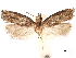  ( - CCDB-29462-F11)  @11 [ ] CreativeCommons - Attribution (2018) CBG Photography Group Centre for Biodiversity Genomics