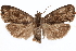  ( - CCDB-29462-G03)  @11 [ ] CreativeCommons - Attribution (2018) CBG Photography Group Centre for Biodiversity Genomics