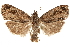  ( - CCDB-29462-G04)  @11 [ ] CreativeCommons - Attribution (2018) CBG Photography Group Centre for Biodiversity Genomics