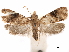  ( - CCDB-29462-H07)  @11 [ ] CreativeCommons - Attribution (2018) CBG Photography Group Centre for Biodiversity Genomics