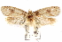  (Agonopterix chrautis - CCDB-29463-A03)  @11 [ ] CreativeCommons - Attribution (2017) CBG Photography Group Centre for Biodiversity Genomics