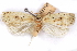  ( - CCDB-29463-A04)  @11 [ ] CreativeCommons - Attribution (2017) CBG Photography Group Centre for Biodiversity Genomics