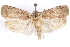  (Agonopterix clarkei - CCDB-29463-A05)  @11 [ ] CreativeCommons - Attribution (2017) CBG Photography Group Centre for Biodiversity Genomics