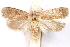  ( - CCDB-29463-A06)  @11 [ ] CreativeCommons - Attribution (2017) CBG Photography Group Centre for Biodiversity Genomics