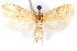  (Agonopterix cratia - CCDB-29463-A09)  @11 [ ] CreativeCommons - Attribution (2017) CBG Photography Group Centre for Biodiversity Genomics