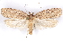 ( - CCDB-29463-B06)  @11 [ ] CreativeCommons - Attribution (2017) CBG Photography Group Centre for Biodiversity Genomics