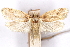  ( - CCDB-29463-B07)  @11 [ ] CreativeCommons - Attribution (2017) CBG Photography Group Centre for Biodiversity Genomics