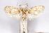  ( - CCDB-29463-B08)  @11 [ ] CreativeCommons - Attribution (2017) CBG Photography Group Centre for Biodiversity Genomics