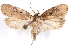  (Agonopterix hyperella - CCDB-29463-B11)  @11 [ ] CreativeCommons - Attribution (2017) CBG Photography Group Centre for Biodiversity Genomics