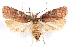  ( - CCDB-29463-C01)  @11 [ ] CreativeCommons - Attribution (2017) CBG Photography Group Centre for Biodiversity Genomics